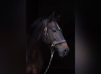 KWPN, Mare, 17 years, 16.1 hh, Brown