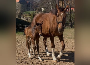 KWPN, Mare, 17 years, 16.1 hh, Chestnut-Red