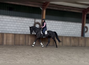 KWPN, Mare, 17 years, 16.2 hh, Black
