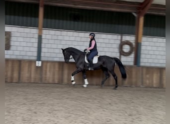 KWPN, Mare, 17 years, 16.2 hh, Black