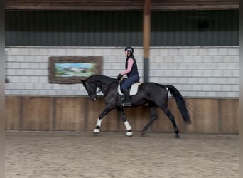 KWPN, Mare, 17 years, 16.2 hh, Black