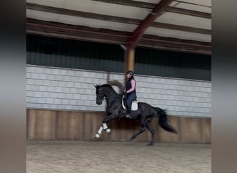 KWPN, Mare, 17 years, 16.2 hh, Black