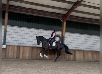 KWPN, Mare, 17 years, 16.2 hh, Black
