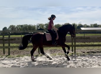 KWPN, Mare, 17 years, 16.2 hh, Brown