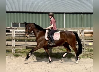 KWPN, Mare, 17 years, 16.2 hh, Brown