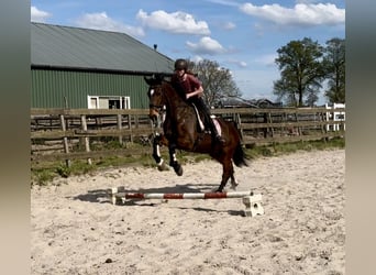 KWPN, Mare, 17 years, 16.2 hh, Brown