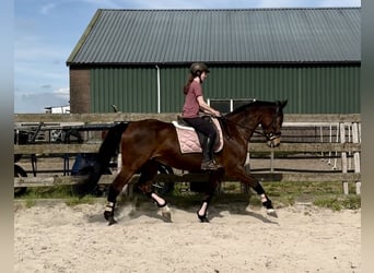 KWPN, Mare, 17 years, 16.2 hh, Brown
