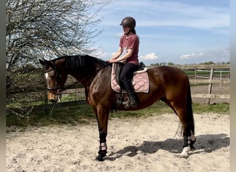 KWPN, Mare, 17 years, 16.2 hh, Brown