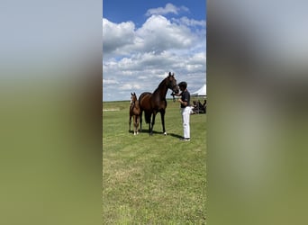 KWPN, Mare, 17 years, 16,2 hh, Brown