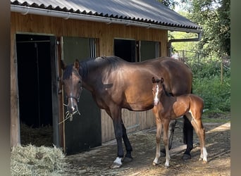 KWPN, Mare, 17 years, 16,2 hh, Brown