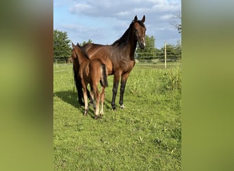 KWPN, Mare, 17 years, 16,2 hh, Brown