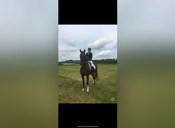 KWPN, Mare, 17 years, 16.2 hh, Chestnut