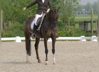 KWPN, Mare, 17 years, 16.2 hh, Chestnut