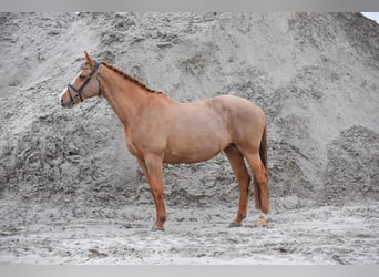 KWPN, Mare, 17 years, 16.2 hh, Chestnut-Red
