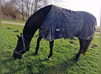 KWPN, Mare, 17 years, 16.2 hh, Smoky-Black