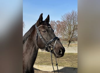 KWPN, Mare, 17 years, 16.3 hh, Black