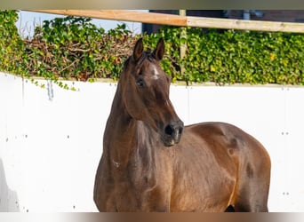 KWPN, Mare, 17 years, 16 hh, Bay-Dark