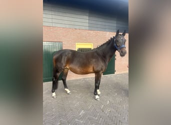 KWPN, Mare, 17 years, 16 hh, Bay-Dark