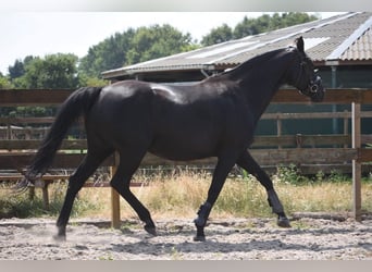 KWPN, Mare, 17 years, 16 hh, Black