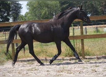 KWPN, Mare, 17 years, 16 hh, Black