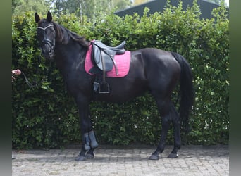 KWPN, Mare, 17 years, 16 hh, Black