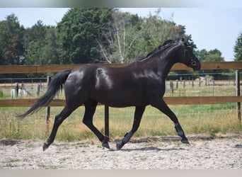 KWPN, Mare, 17 years, 16 hh, Black