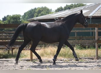 KWPN, Mare, 17 years, 16 hh, Black