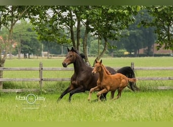 KWPN, Mare, 17 years, 16 hh, Brown