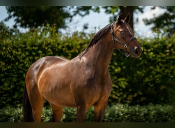 KWPN, Mare, 17 years, 16 hh, Brown