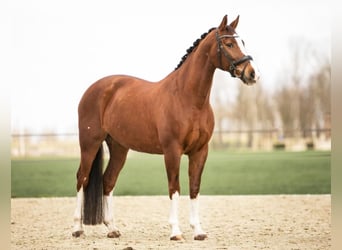 KWPN, Mare, 17 years, 16 hh, Chestnut