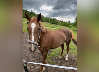 KWPN, Stute, 17 Jahre, 16 hh, Fuchs