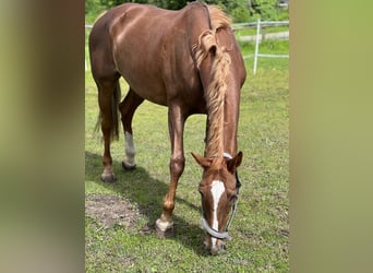 KWPN, Stute, 17 Jahre, 16 hh, Fuchs