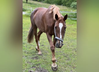 KWPN, Stute, 17 Jahre, 16 hh, Fuchs