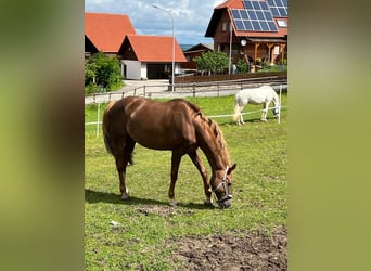 KWPN, Stute, 17 Jahre, 16 hh, Fuchs