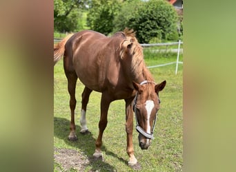 KWPN, Stute, 17 Jahre, 16 hh, Fuchs