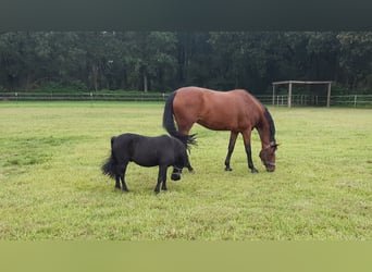 KWPN, Mare, 17 years, 16,1 hh, Brown