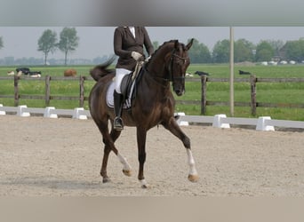 KWPN, Mare, 17 years, 16,2 hh, Chestnut