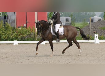 KWPN, Mare, 17 years, 16,2 hh, Chestnut