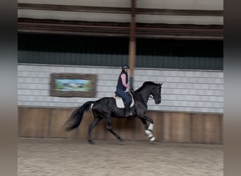 KWPN, Mare, 17 years, 16,3 hh, Black