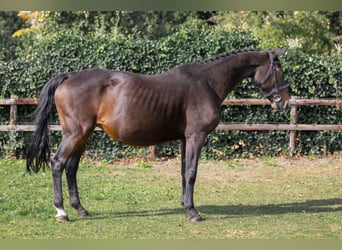 KWPN, Mare, 17 years, Bay-Dark