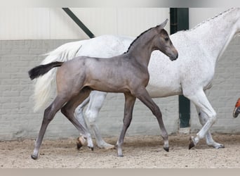 KWPN, Mare, 17 years