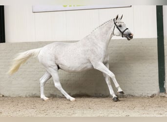 KWPN, Mare, 17 years
