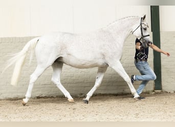 KWPN, Mare, 17 years