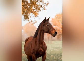 KWPN, Mare, 17 years, Brown