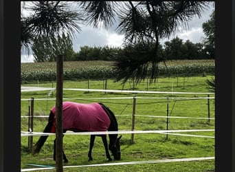 KWPN, Mare, 18 years, 15.1 hh, Chestnut