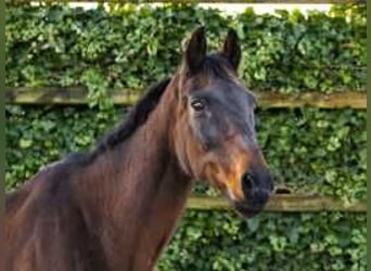 KWPN, Mare, 18 years, 15,2 hh, Brown