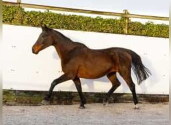 KWPN, Mare, 18 years, 15,2 hh, Brown