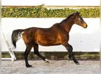 KWPN, Mare, 18 years, 15,2 hh, Brown