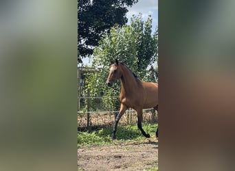 KWPN, Mare, 18 years, 16.1 hh, Brown