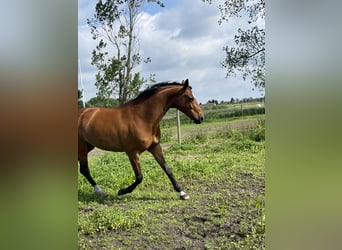 KWPN, Mare, 18 years, 16.1 hh, Brown